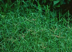 Herbs for Protein in Urine in Kidney Disease