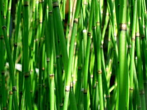Herbs for Urinary Tract Infections with IgA Nephropathy in Women
