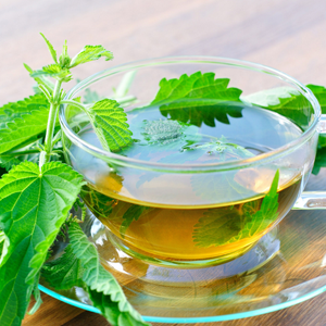 CKD: Can Drinking Nettle Tea Stop Proteinuria