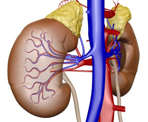 Kidney Failure: Lower Creatinine and BUN Levels and Avoid Dialysis