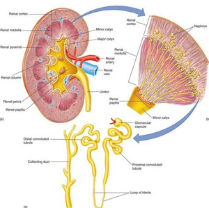 Can Osmotherapy in China Help Stage 4 CKD with GFR 18