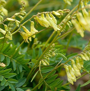 Herbal Treatment for Proteinuria in Renal Failure