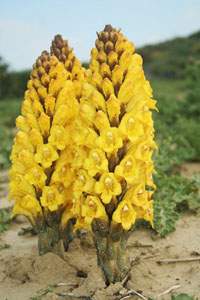 Natural Treatment to Bubbles in Urine with Kidney Problem