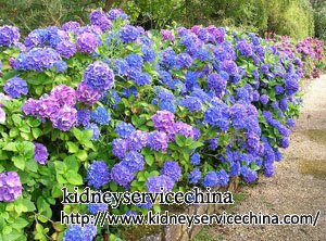 Top 10 Best Herbs for Kidney Failure