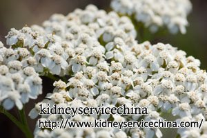 Blood in Urine and Kidney Failure Natural Herbal Remedies
