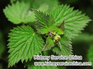 Herbal Medicine to Treat Elevated Creatinine&Hematuria in Renal Disease