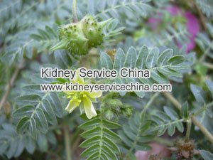 Herbal Medicines Used by Dialysis Patients