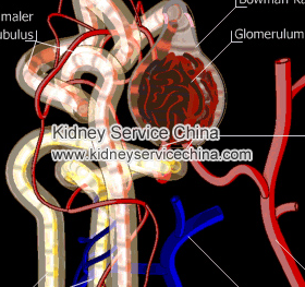 How To Increase GFR Naturally