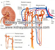 What’s The Meaning Of Low Creatinine Level
