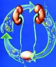 If A Kidney Infection Can Cause An Elevated Creatinine