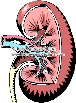 What Does A 6.2 Level Of Creatine In The Kidney Indicate
