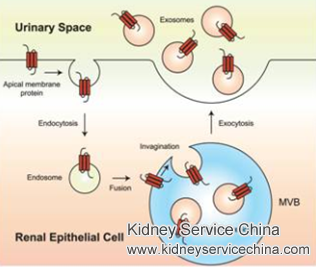 How to Reduce Protein Excretion for IgA Nephropathy