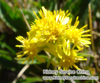 Can Solidago Virgaurea Help Reduce High Creatinine Level