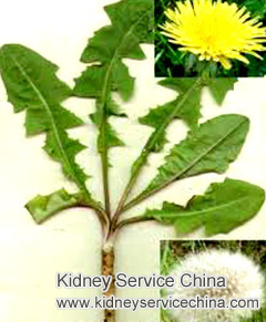 Dandelion Root to Reduce High Urea and Creatinine Level
