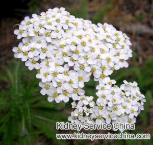 Is Yarrow Beneficial to Treat Chronic Renal Failure (CRF)