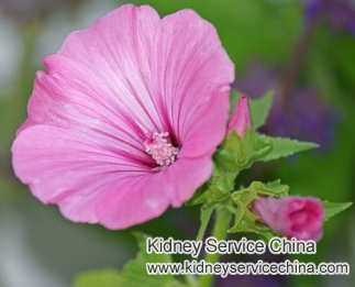 Therapeutic Effects of Mallow for Kidney Disease Patients