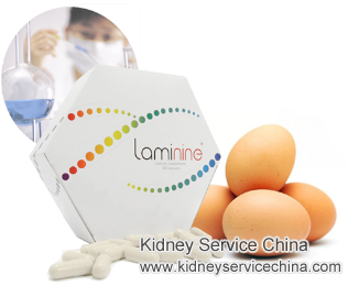 Can Laminine Bring A Damaged Kidney to Normal