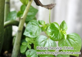 Herbal Medicine for Renal Parenchymal Disease