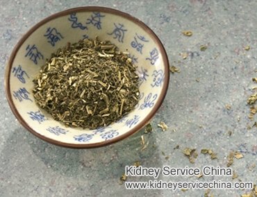 Herbal Medicine to Shrink Large Kidney Cysts with Creatinine 3.7