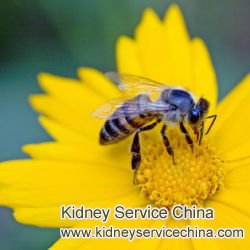 Can Apitherapy Help Treat Chronic Kidney Disease