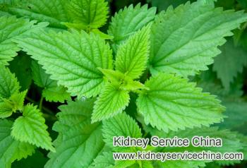 Benefits of Stinging Nettle to Treat Diabetes and Kidney Disease
