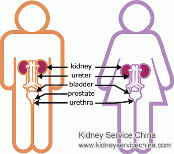 How to Increase Shrunken Kidney to Normal