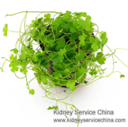 What Chinese Medicine Can Be Helpful for Lowering Creatinine 6