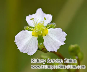 Herbal Medicine for Proteinuria in FSGS