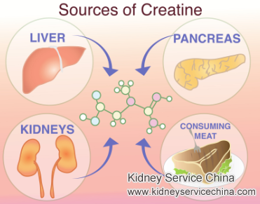 What Are the Adverse Effects of Excessive Creatinine in the Human Body