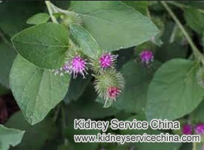 Is It Real for Natural Treatment to Release Kidney Disease
